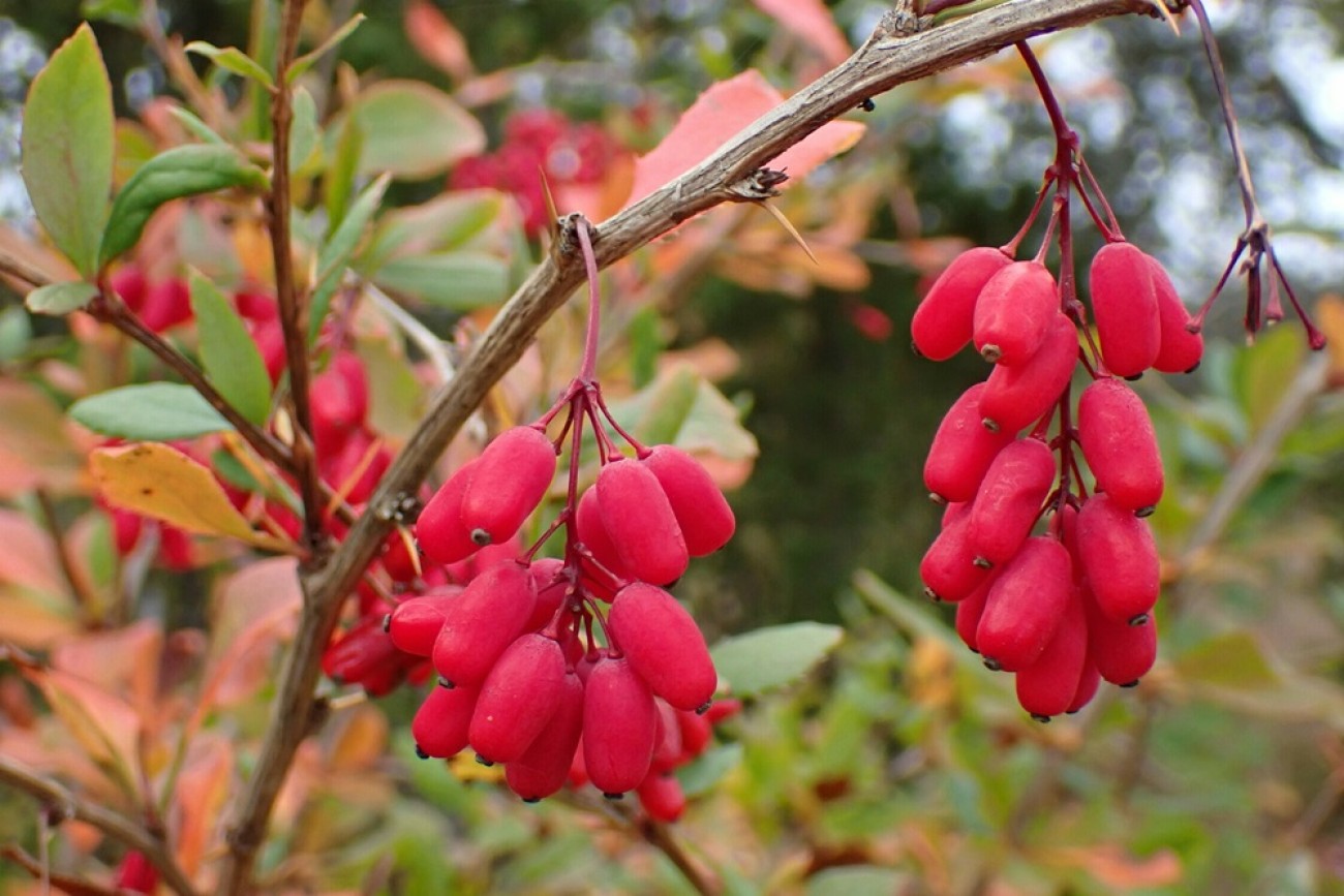 Βερβερίνη, ιδανικό συμπλήρωμα για το αδυνάτισμα;
