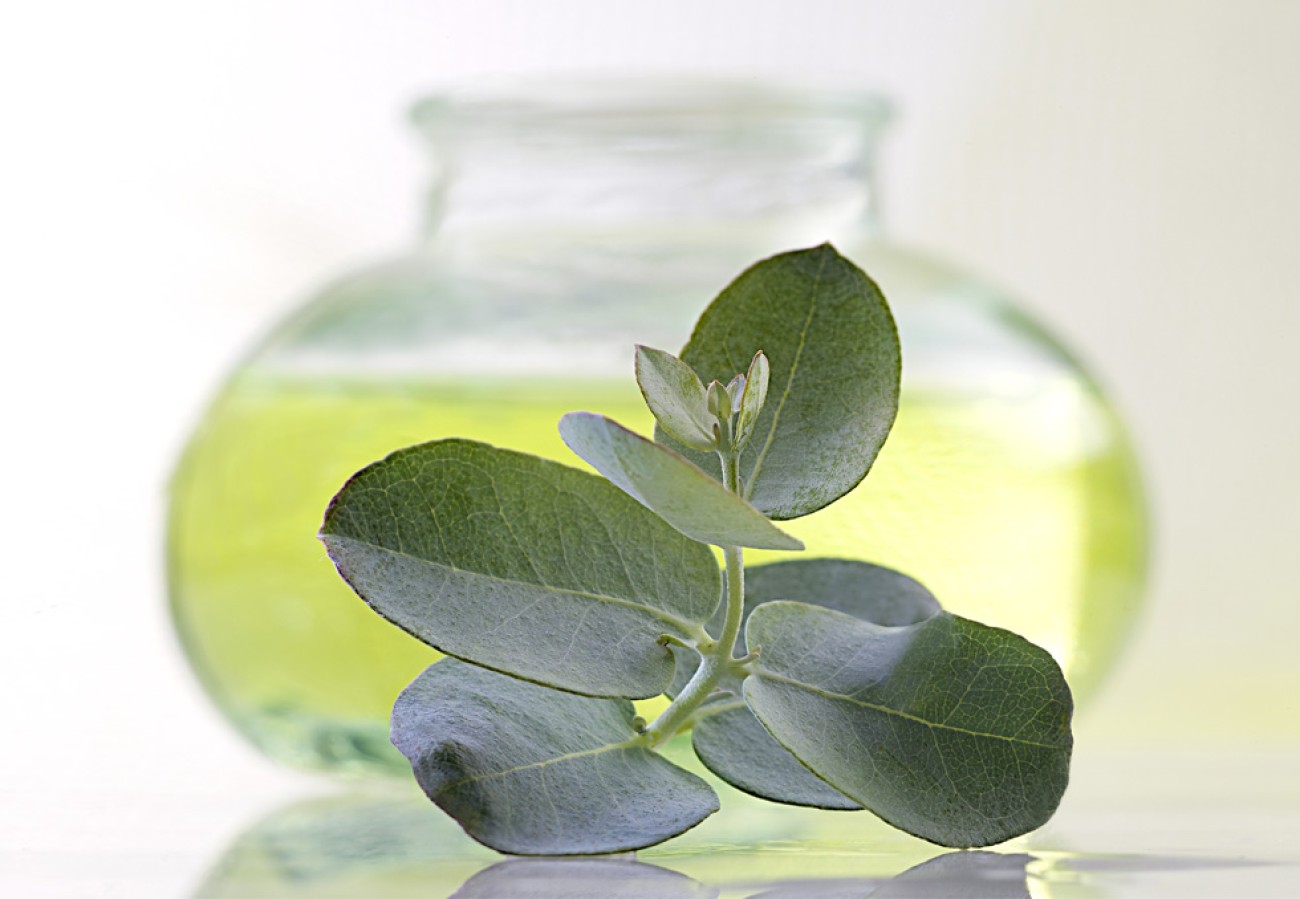 6 εντυπωσιακά οφέλη του ευκαλύπτου