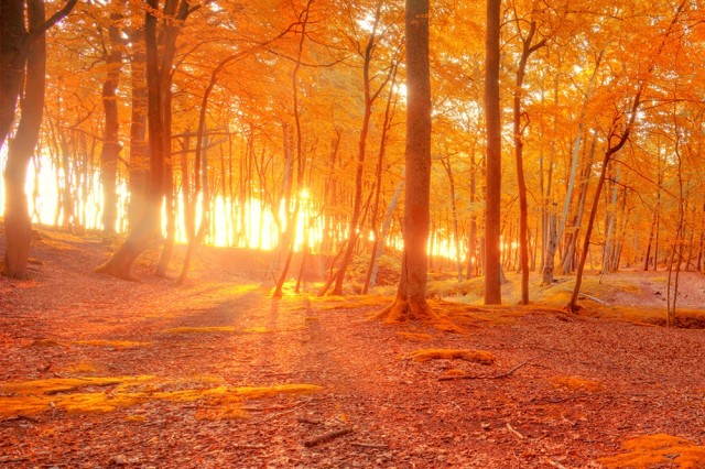 Θωρακίστε το ανοσοποιητικό σας σύστημα για το φθινόπωρο